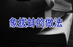 象拔蚌的做法