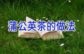 蒲公英茶的做法