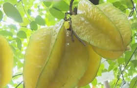 漳州下河杨桃，香甜爽口，清脆多汁