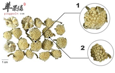 密蒙花的功效与作用及禁忌（密蒙花的神奇功效）插图3