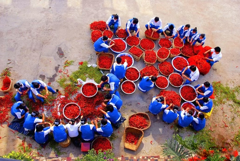 韭菜花腌干巴菌，这种特色做法你一定没吃过插图1