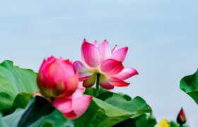 大血藤的全图 ， 大血藤的功效与作用缩略图