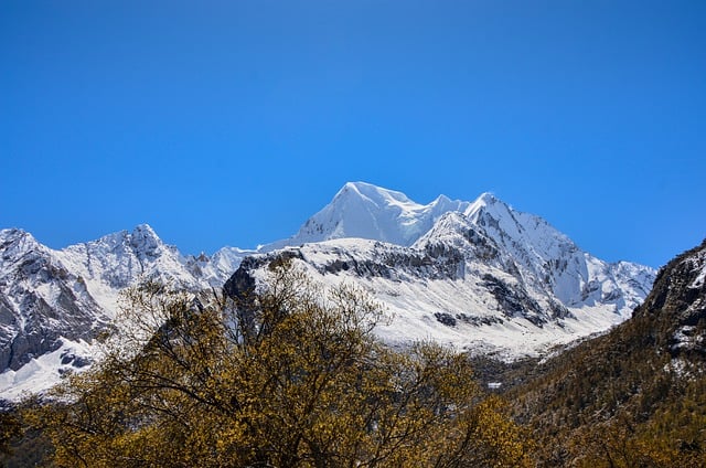 金钱草和山楂叶泡水 ， 山楂叶泡水的功效插图